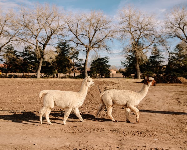 Albuquerque 150