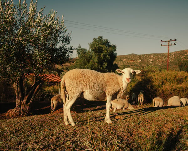 BajaCalifornia 508