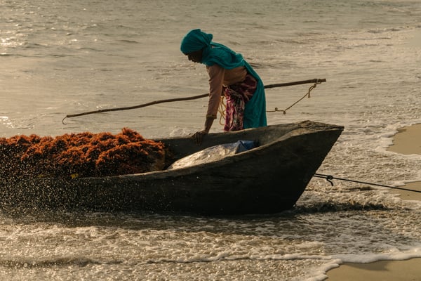 03 190506 RR SEAWEED 0963