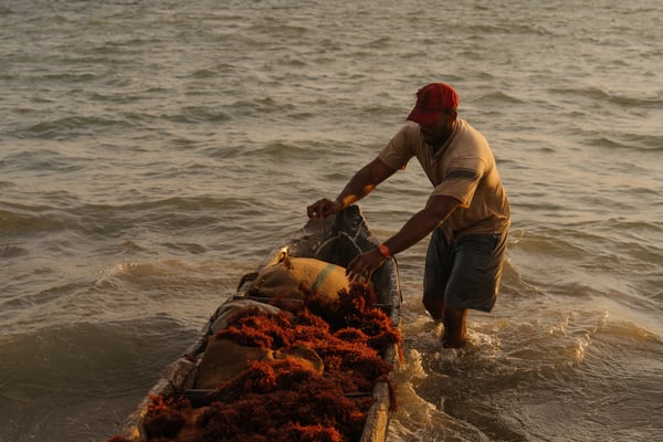 03 190506 RR SEAWEED 1309